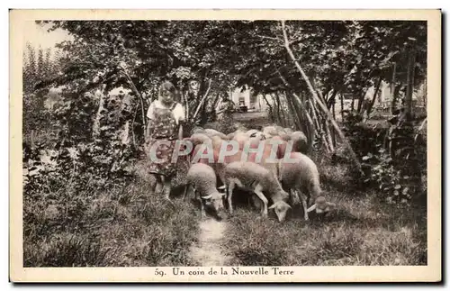 Cartes postales Un coin de la Nouvelle Terre Moutons