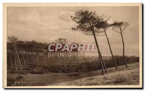 Cartes postales La Douce France Les Landes De Gascogne Les landes de Gascogne a Cap Breton Les pins de la Cote d