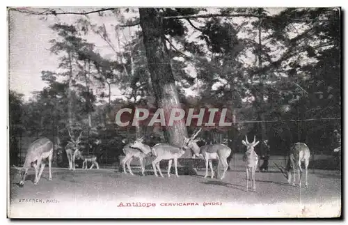 Ansichtskarte AK Antilope Cervicapra inde