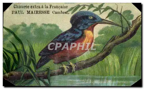 Chromo oiseau Paul Mairesse Cambrai Chicoree