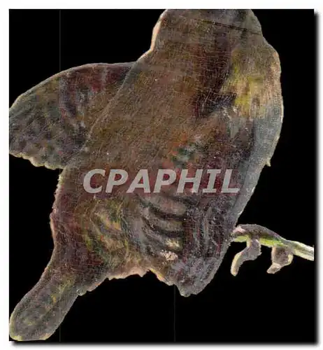 Chromo oiseau Chocolat Louit