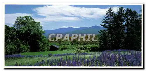 Ansichtskarte AK Lupine Blossoms White National Forest New Hampshire