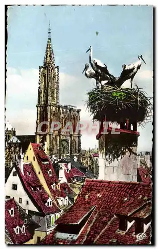 Ansichtskarte AK Strasbourg La Cathedrale Et Les Cigognes