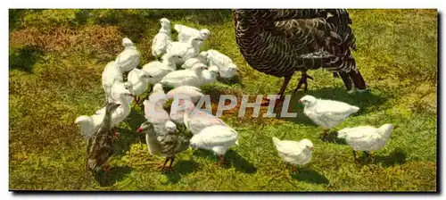 Cartes postales Dinde oiseau