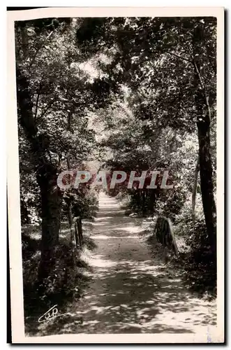 Ansichtskarte AK Le Touquet Paris Plage Sous Bois