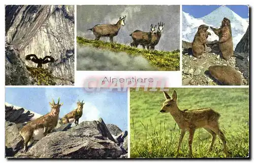 Cartes postales Alpentiere Chamois Marmottes