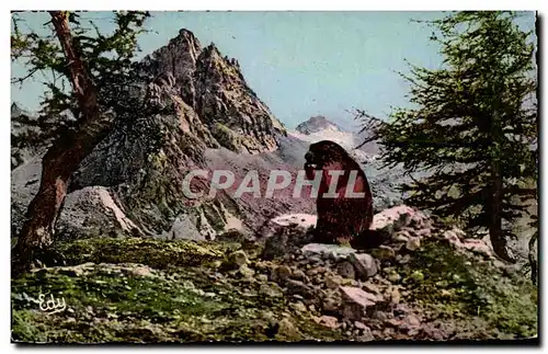 Cartes postales moderne Images De Chez Nous Les Hotes De Nos Montagnes Le Dejeuner De La Marmotte