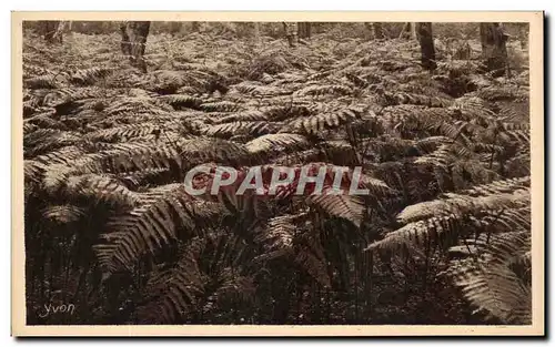 Cartes postales Fougeres Landes Gascogne