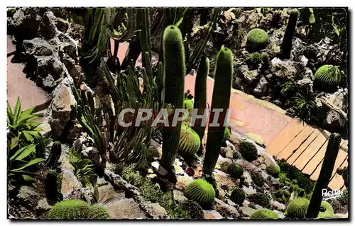 Cartes postales La Cote D'Azur Monte Carlo Le Jardin Exotique Cactus