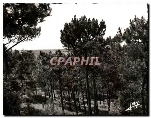 Cartes postales Sion Sur L'Ocean Paysage En Foret