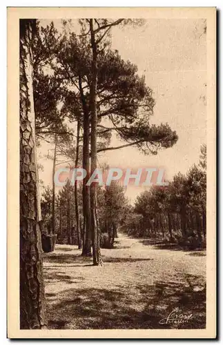 Cartes postales Autour Dc Bassin D&#39Arcachon Coupe feu En Foret