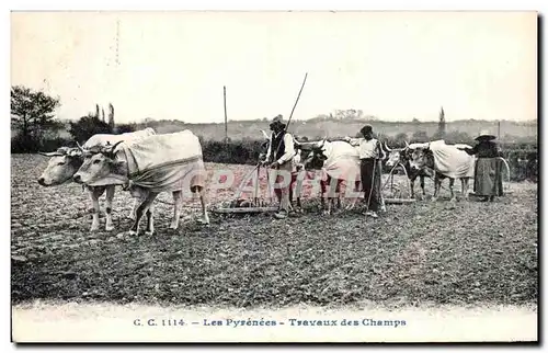 Ansichtskarte AK Les Pyrenees Travaux des Champs Folklore Costume Boeufs