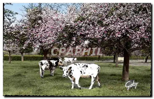 Cartes postales moderne La Normandie Sous Les Pommiers Vaches