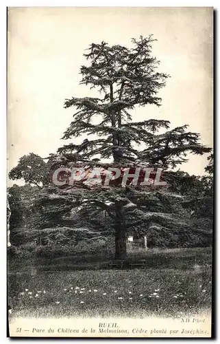 Ansichtskarte AK Rueil Parc Du Chateau De La Malmaison Cedre Plante Par Josephine