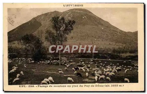 Ansichtskarte AK L&#39Auvergne Payage De Moutons Au Pied Du Puy De Dome