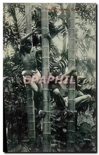Cartes postales Tree Ctimbers Sri Lankan Ceylan Bamboo