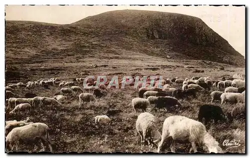 Ansichtskarte AK Les Belles Provinces francaises L&#39Auvergne Paturage sur les Hauts plateaux Moutons