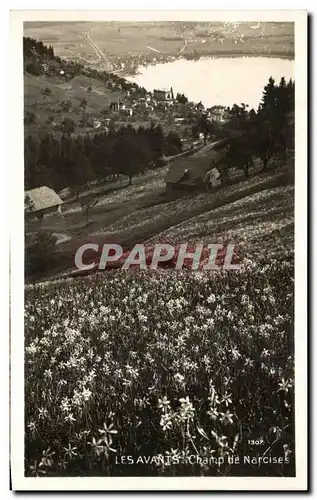 Cartes postales Les Avants Champ De Narcises