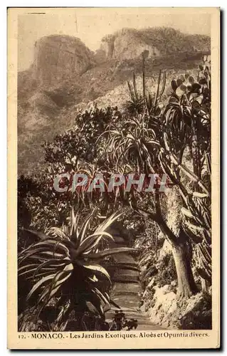 Cartes postales Monaco Les Jardins Exotiques Aloes et Opuntia Divers