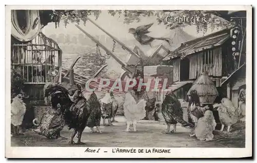 Cartes postales L&#39Arrivee de La Faisane Coq