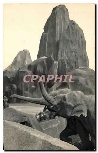 Cartes postales Museum National D&#39Histoire Naturelle Parc Zoologique Du Bois De Vincennes Paris Elephant