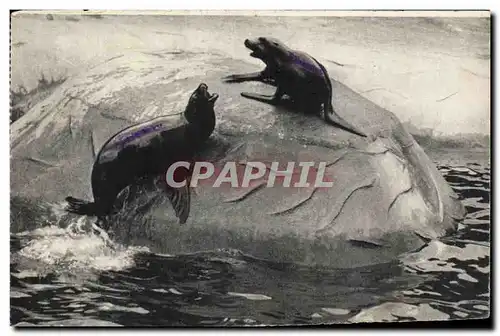 Cartes postales Paris Zoologique Du Bois De Vincennes Paris Otaries de Californie