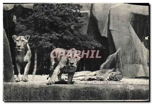 Cartes postales Paris Zoologique Du Bois De Vincennes Paris Lion et lionnes sur leur plateau