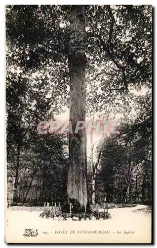 Ansichtskarte AK Foret De Fontainebleau Le Jupiter