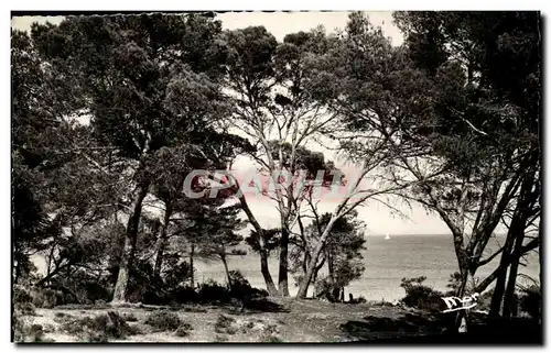 Cartes postales moderne Le Lavandou Plage De La Faviere