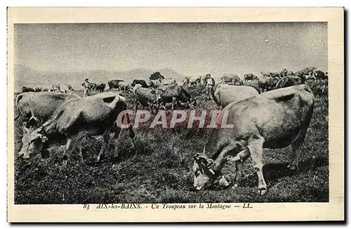 Ansichtskarte AK Aix Les Bains Troupeau Sur La Montagne Vaches