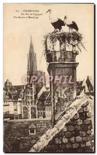 Cartes postales Strasbourg Un Nid De Cigognes