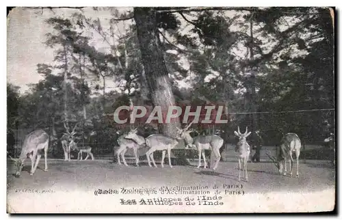 Cartes postales Paris Les Antilopes de I'Inde Jardin d'acclimatation Zoo