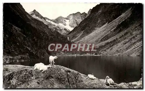 Cartes postales Cauterets Le Lac de Gaube Chevres