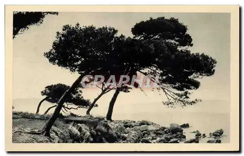 Cartes postales Var Arbres