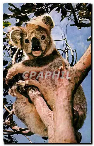 Cartes postales moderne Koala Rapho