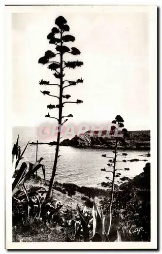Cartes postales Collioure Un Coin de la Corniche
