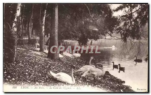 Cartes postales Lyon Au Parc Le Coin Des Cygnes