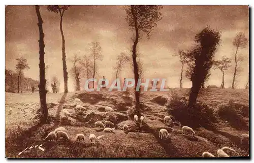 Cartes postales En Limousin Paturage Moutons