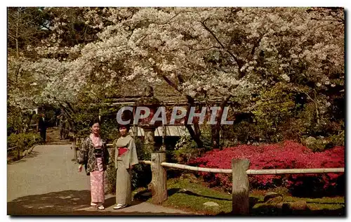 Cartes postales moderne San Francisco Japanese Tea Garden The Japanese Tea Garden In Famous Golden Gate