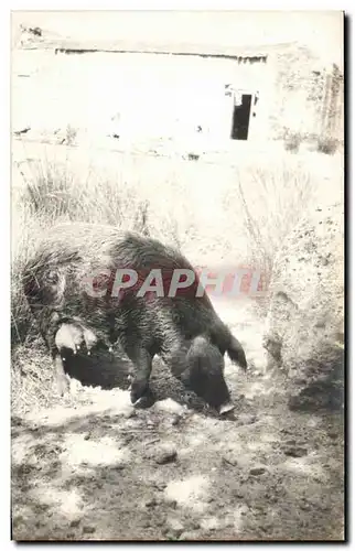 CARTE PHOTO sanglier Cochon