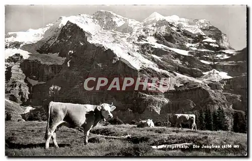 Cartes postales Wengernalp Die Jungfrau Vaches