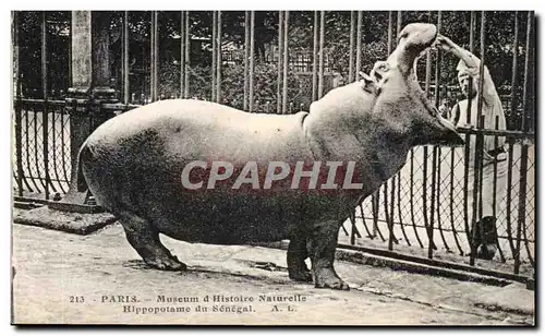 Cartes postales Paris Museum d Histoire Natureile Hippopotame du Senegal