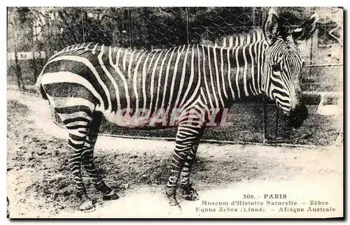 Cartes postales Paris Museum d&#39Histoire Naturelle Zebre Afrique Australe