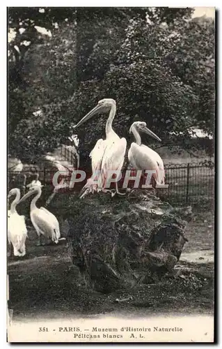 Cartes postales Paris Museum d'Histoire Naturelle Pelicans Blancs Oiseaux Zoo