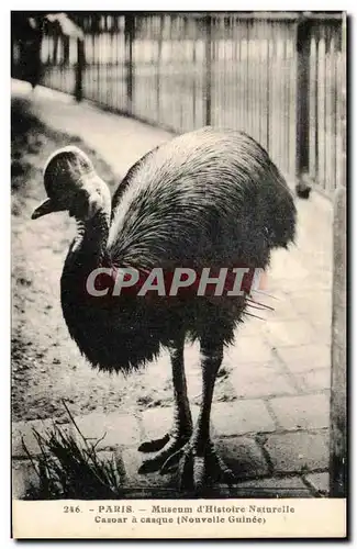 Cartes postales Paris Museum d&#39Histoire Naturelle Caspar a Casque Nouvelle Guinee Zoo oiseau