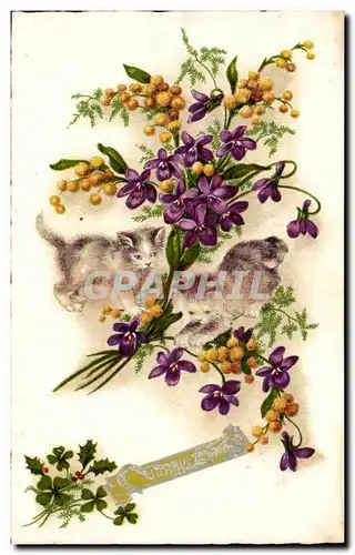 Cartes postales Fleurs Chats Chatons