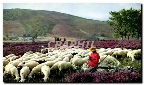 Cartes postales moderne Le Limousion Pittoresque Les Monedieres Moutons