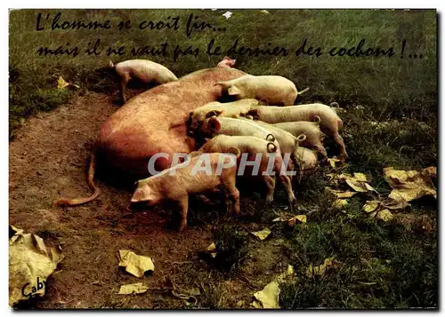 Cartes postales moderne Cochons