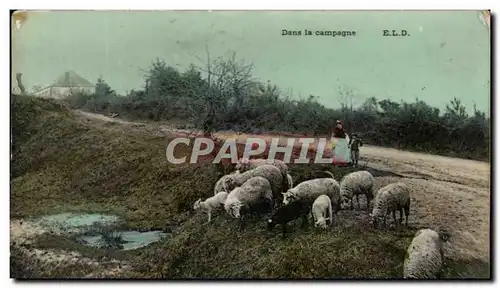 Cartes postales Dans la Campagne Moutons