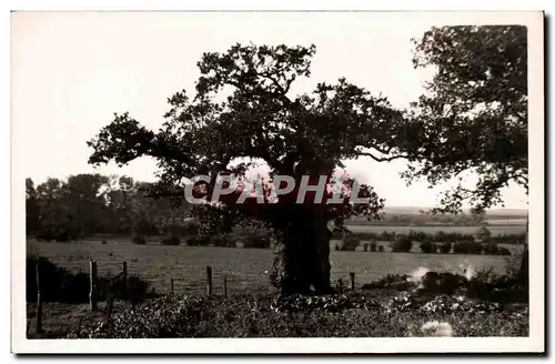 Cartes postales Bohan Le Chene brule